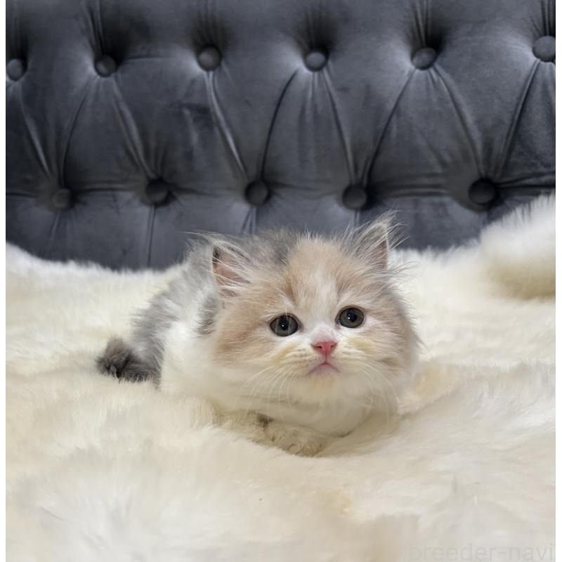 成約済の鹿児島県のミヌエット-126700の7枚目