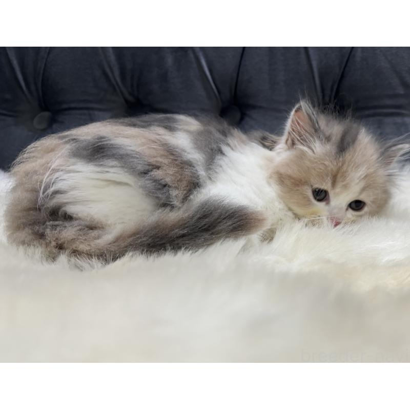 成約済の鹿児島県のミヌエット-126700の6枚目