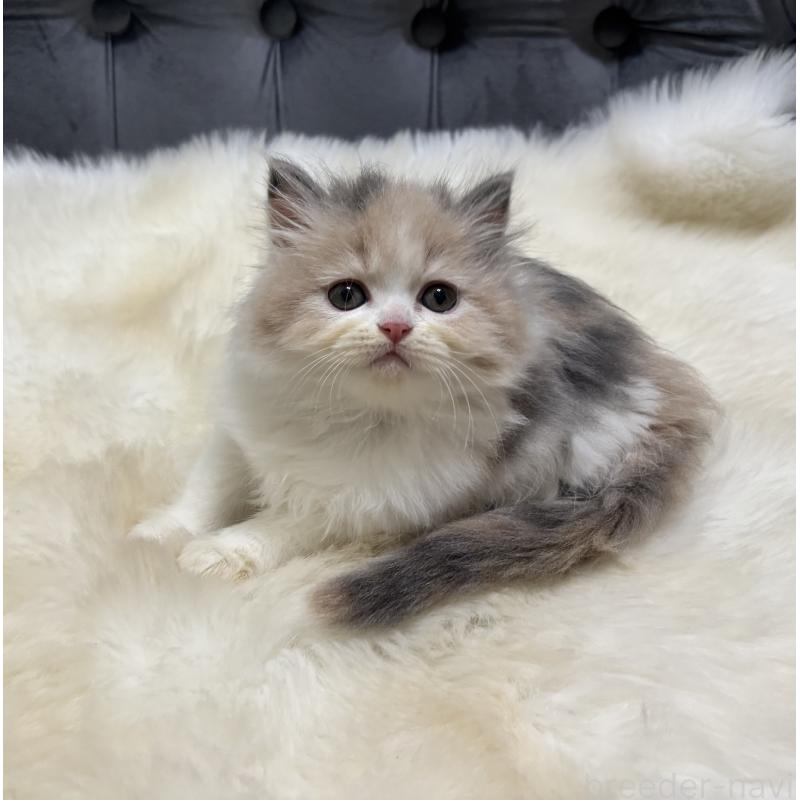 成約済の鹿児島県のミヌエット-126700の5枚目