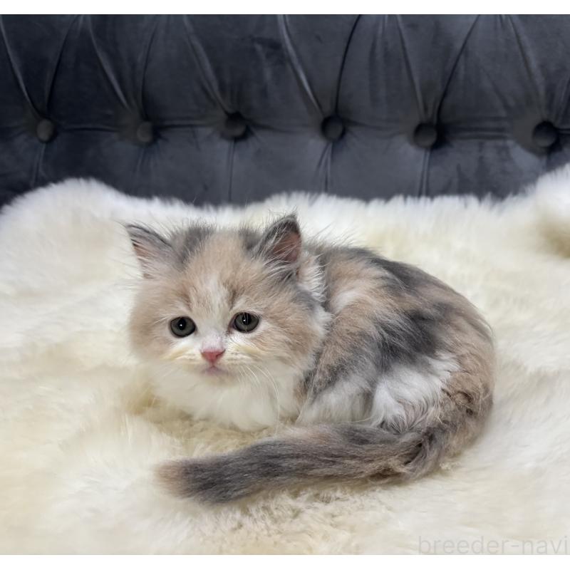 成約済の鹿児島県のミヌエット-126700の4枚目