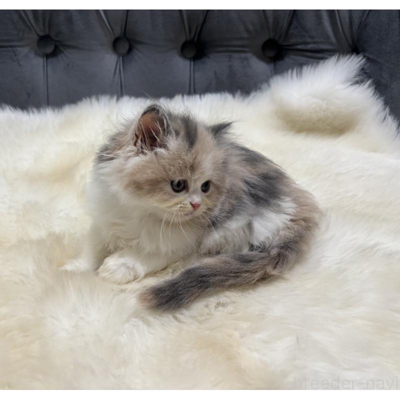 成約済の鹿児島県のミヌエット-126700の3枚目