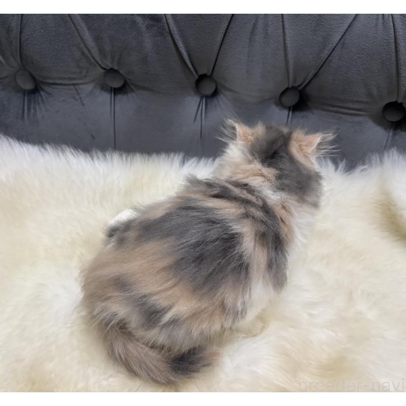 成約済の鹿児島県のミヌエット-126700の2枚目