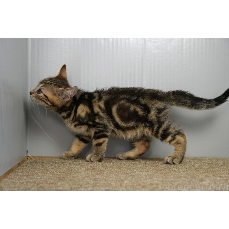 成約済の埼玉県のアメリカンショートヘア-126815の6枚目