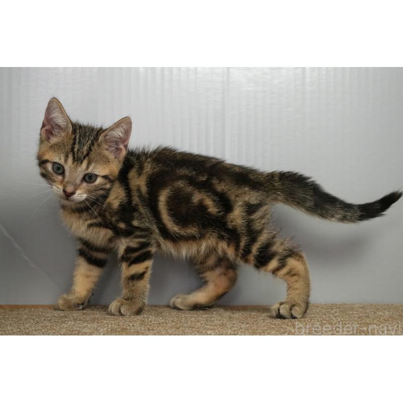 成約済の埼玉県のアメリカンショートヘア-126815の5枚目