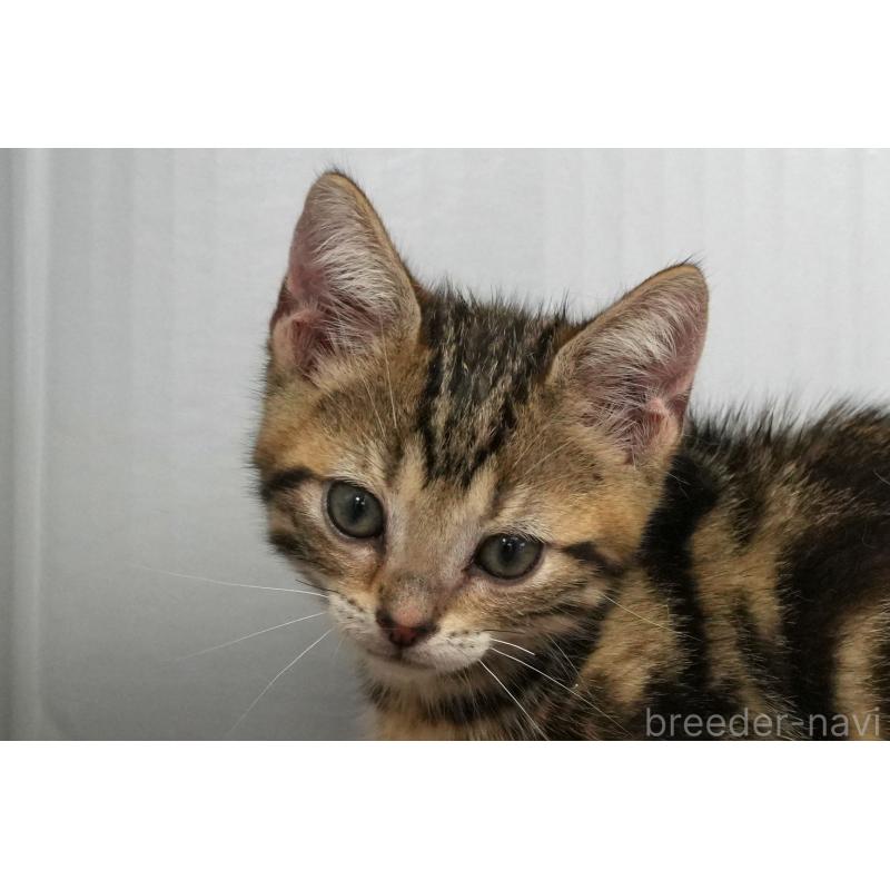 成約済の埼玉県のアメリカンショートヘア-126815の4枚目