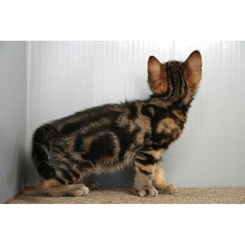 成約済の埼玉県のアメリカンショートヘア-126815の3枚目