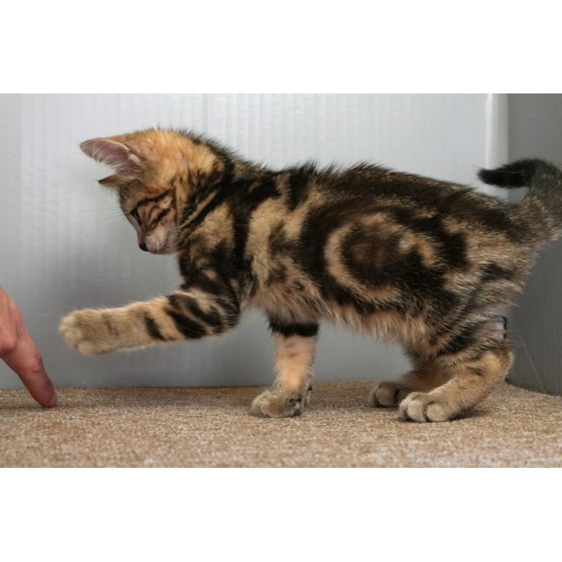 成約済の埼玉県のアメリカンショートヘア-126815の2枚目