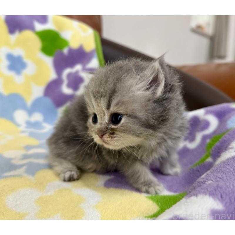 販売中の神奈川県のペルシャ(チンチラ)-129024の2枚目