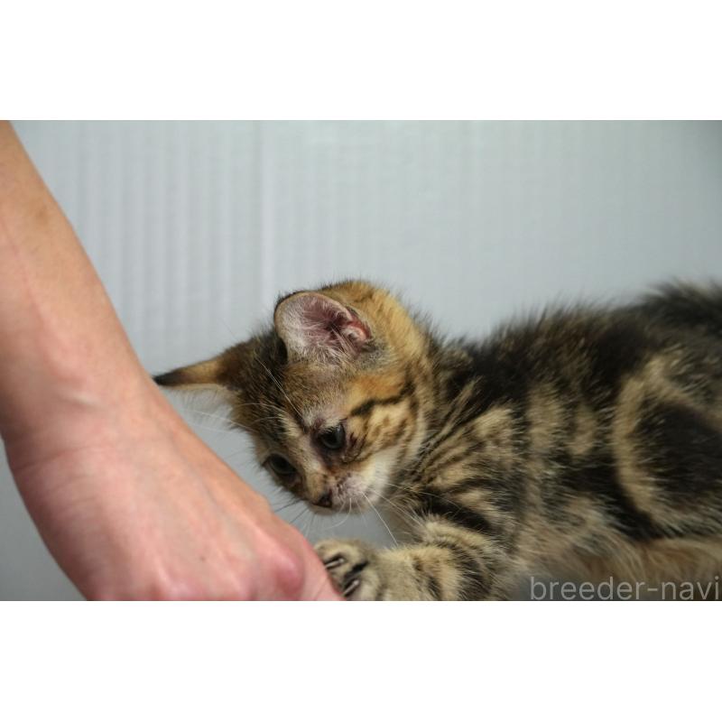 販売中の埼玉県のアメリカンショートヘア-126816の4枚目