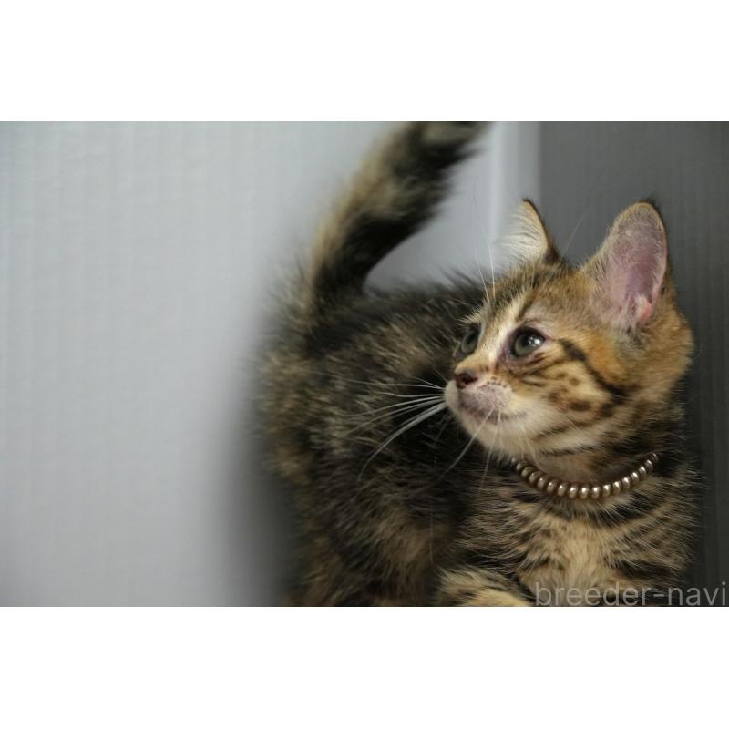 販売中の埼玉県のアメリカンショートヘア-126816の3枚目