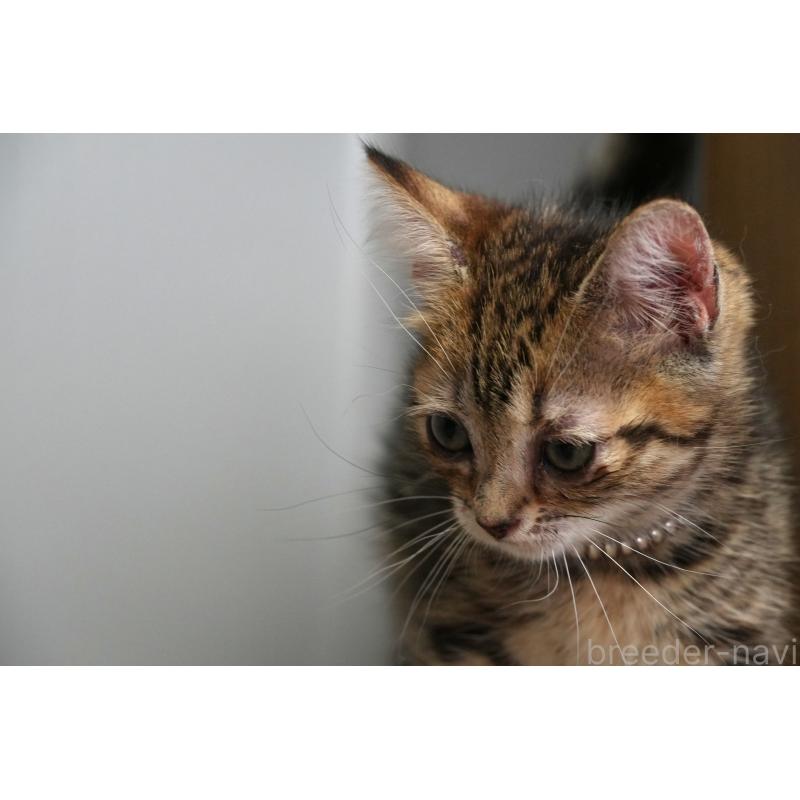 販売中の埼玉県のアメリカンショートヘア-126816の2枚目