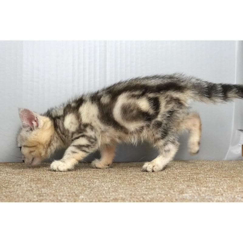 販売中の埼玉県のアメリカンショートヘア-126817の9枚目