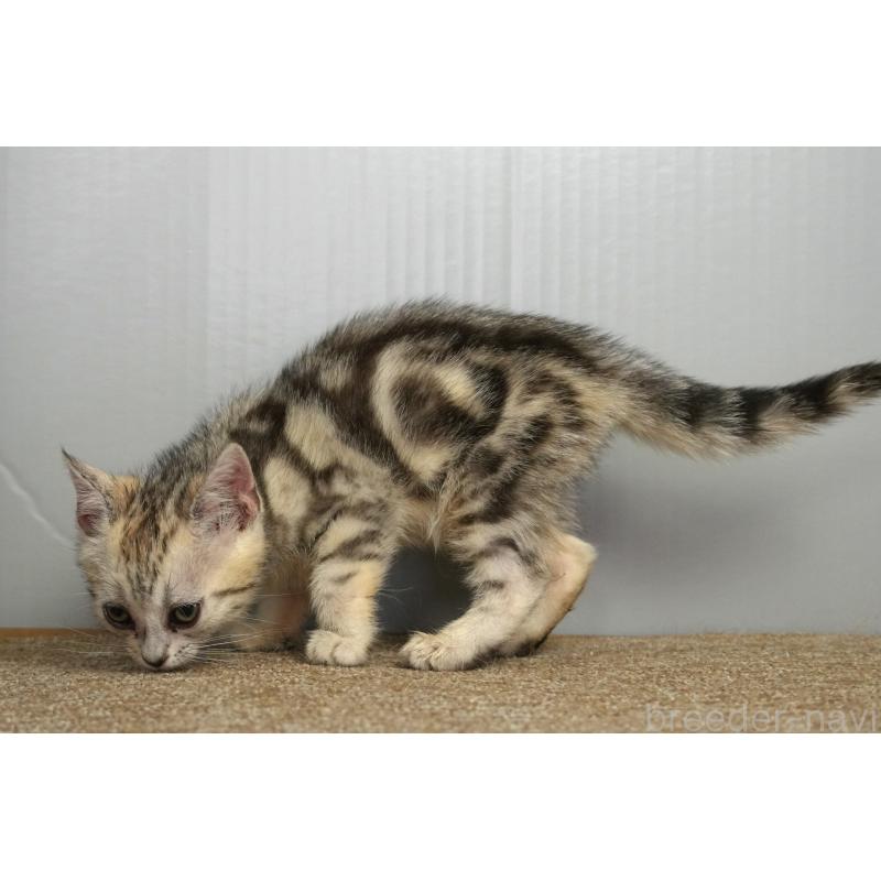 販売中の埼玉県のアメリカンショートヘア-126817の8枚目