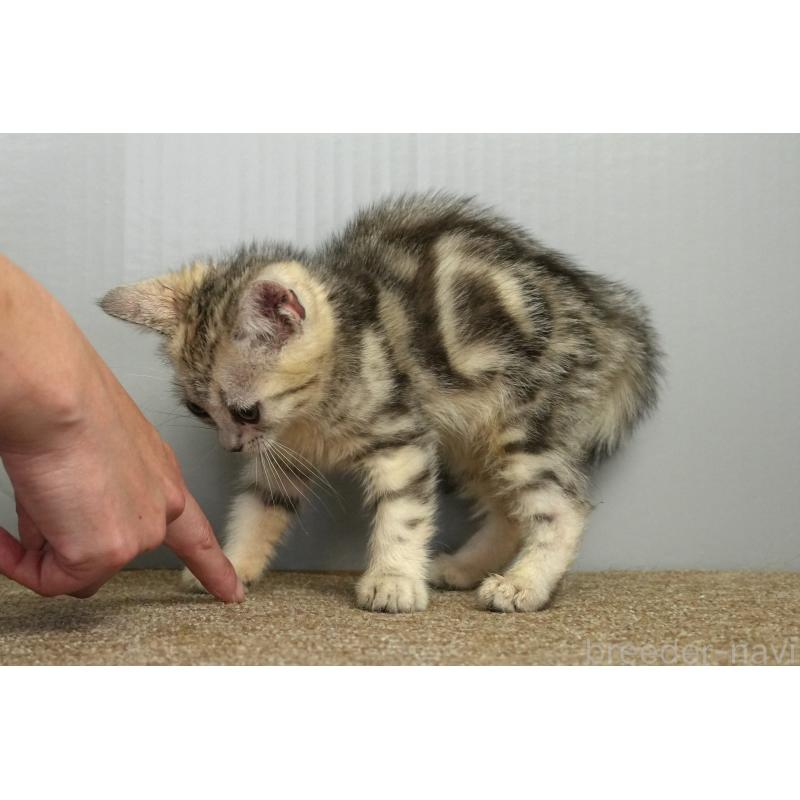 販売中の埼玉県のアメリカンショートヘア-126817の7枚目