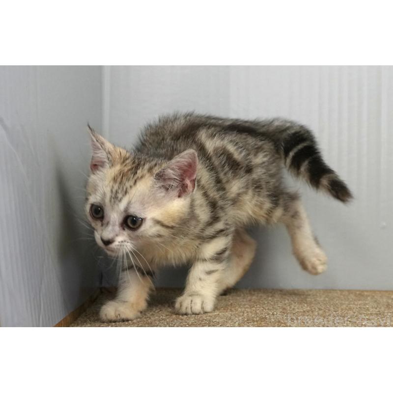 販売中の埼玉県のアメリカンショートヘア-126817の6枚目