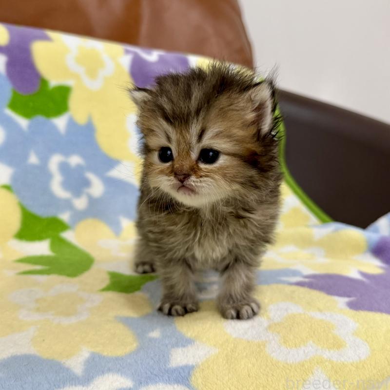 販売中の神奈川県のペルシャ(チンチラ)-129025の3枚目