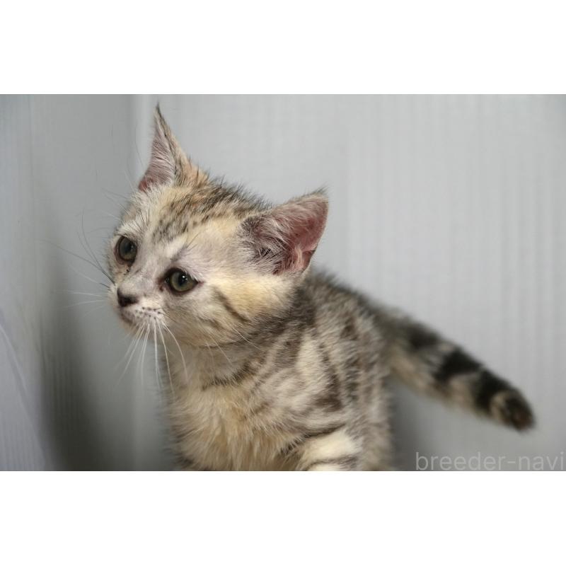 販売中の埼玉県のアメリカンショートヘア-126817の5枚目