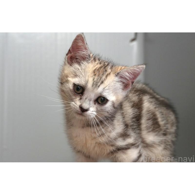 販売中の埼玉県のアメリカンショートヘア-126817の4枚目