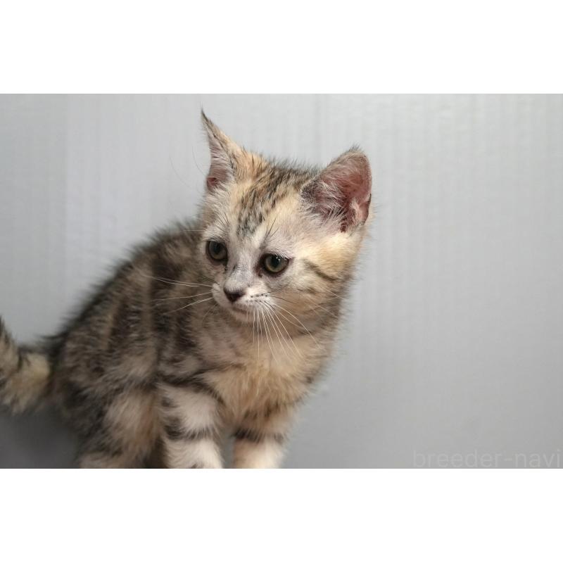 販売中の埼玉県のアメリカンショートヘア-126817の3枚目