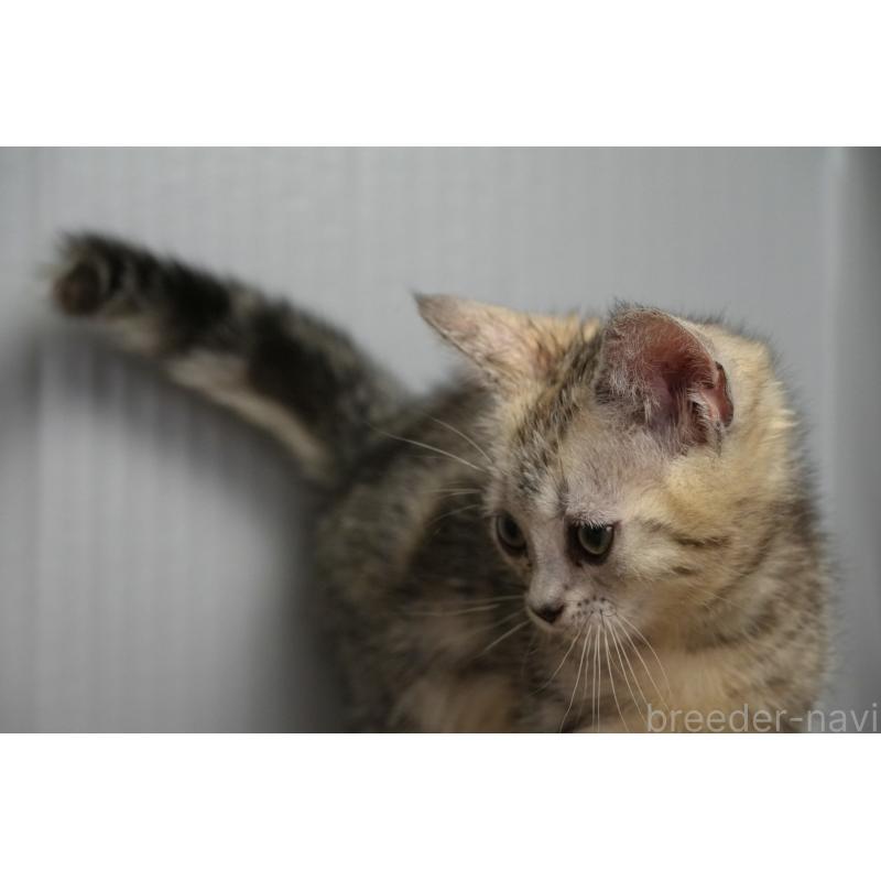 販売中の埼玉県のアメリカンショートヘア-126817の2枚目