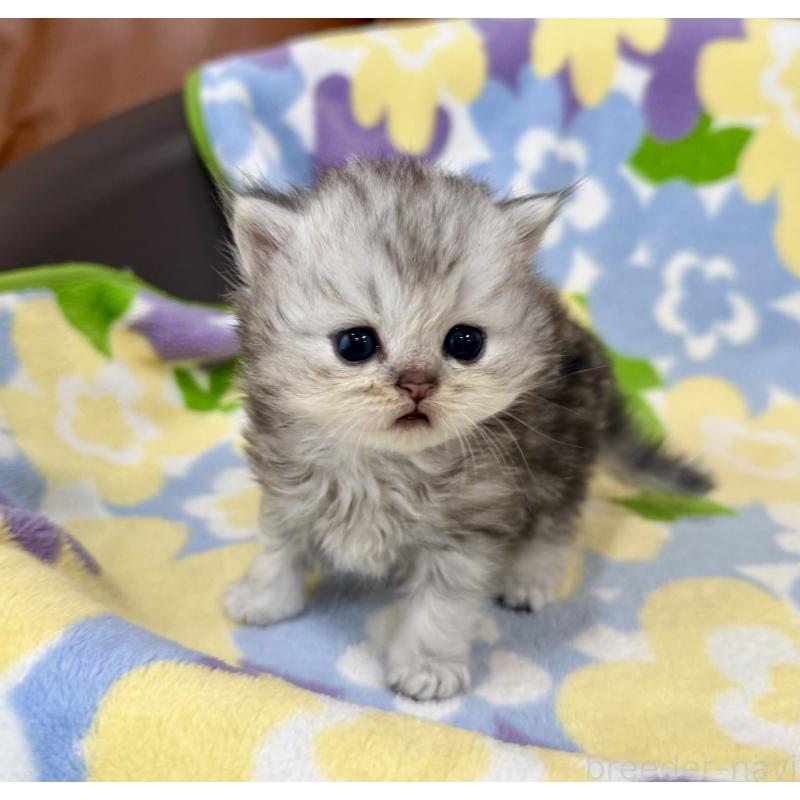 販売中の神奈川県のペルシャ(チンチラ)-129028の4枚目