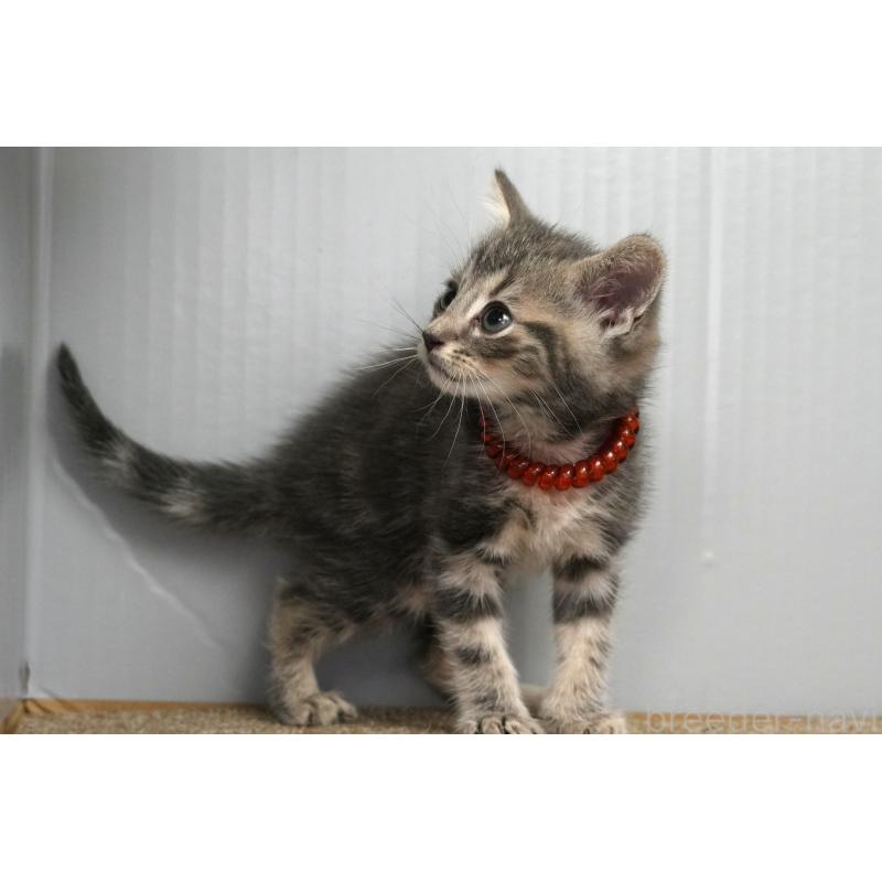 販売中の埼玉県のアメリカンショートヘア-128341の6枚目