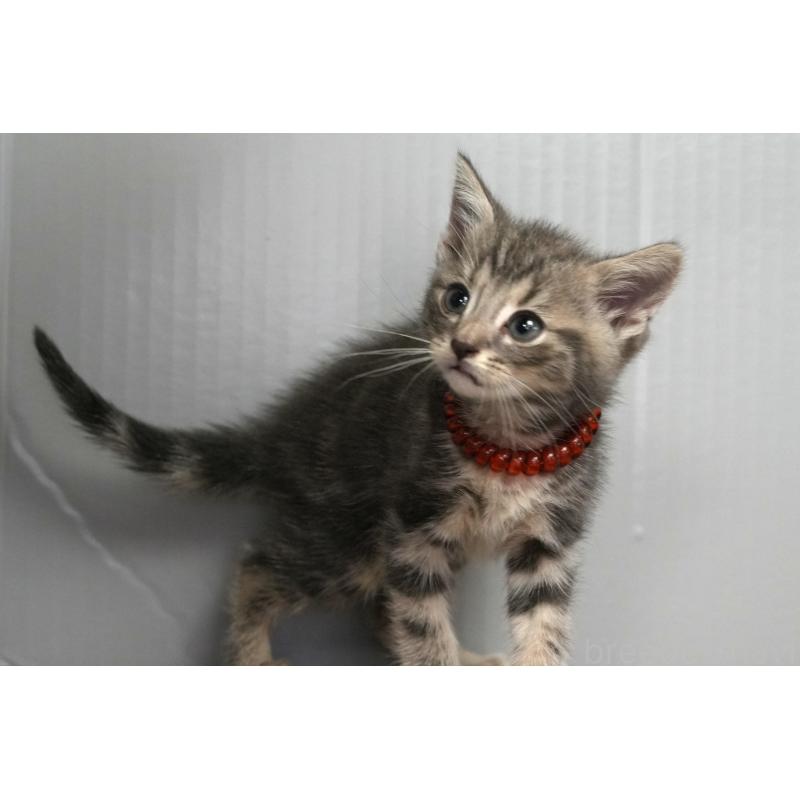 販売中の埼玉県のアメリカンショートヘア-128341の5枚目