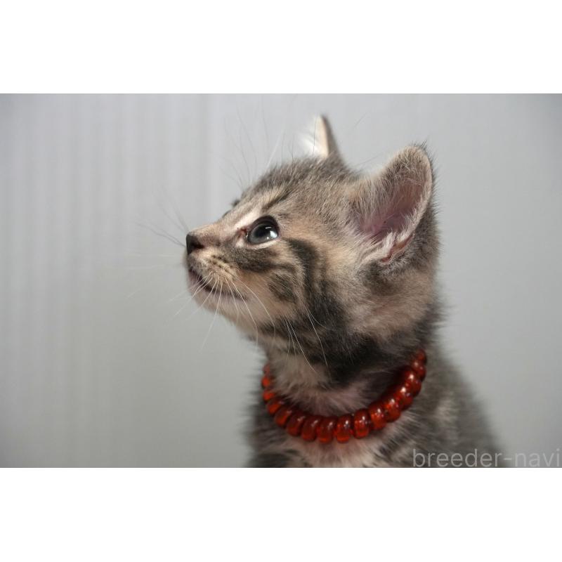 販売中の埼玉県のアメリカンショートヘア-128341の4枚目