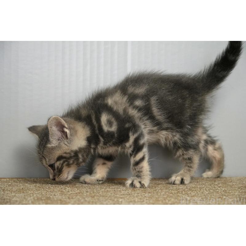 販売中の埼玉県のアメリカンショートヘア-128340の12枚目