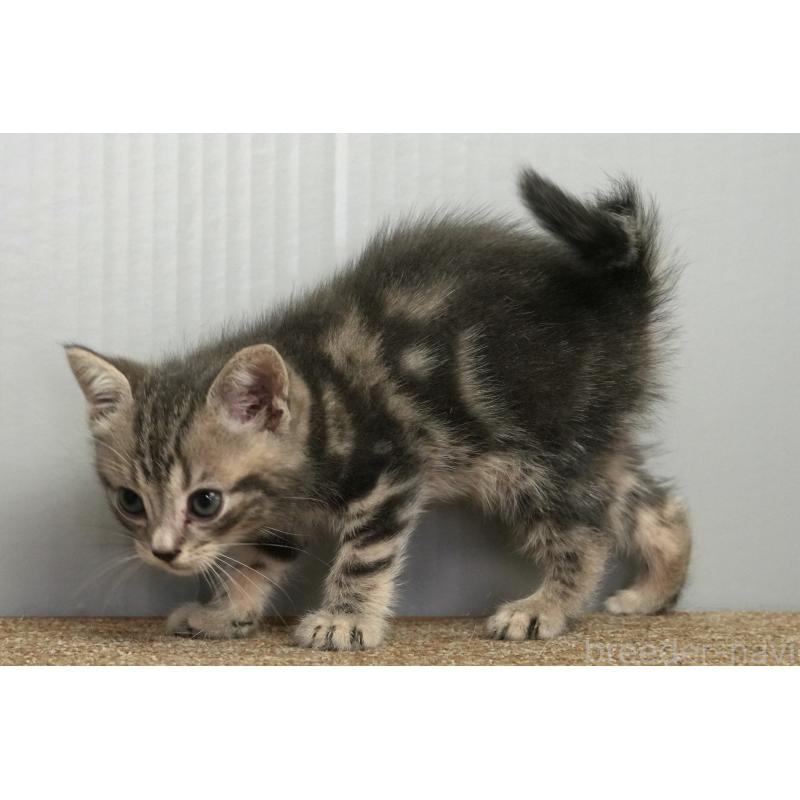 販売中の埼玉県のアメリカンショートヘア-128340の11枚目