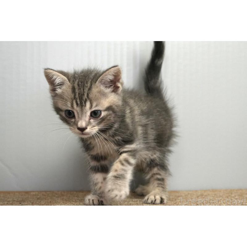 販売中の埼玉県のアメリカンショートヘア-128340の10枚目