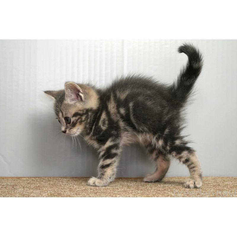 販売中の埼玉県のアメリカンショートヘア-128340の9枚目