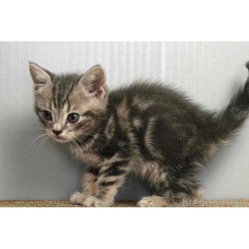 販売中の埼玉県のアメリカンショートヘア-128340の8枚目