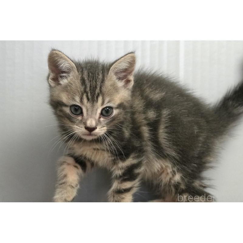 販売中の埼玉県のアメリカンショートヘア-128340の7枚目