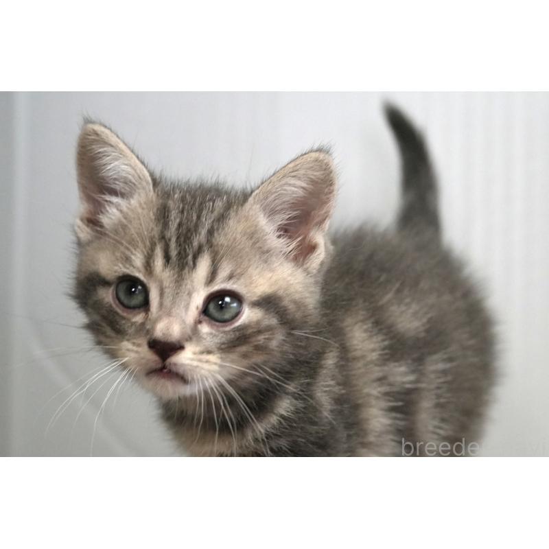 販売中の埼玉県のアメリカンショートヘア-128340の5枚目