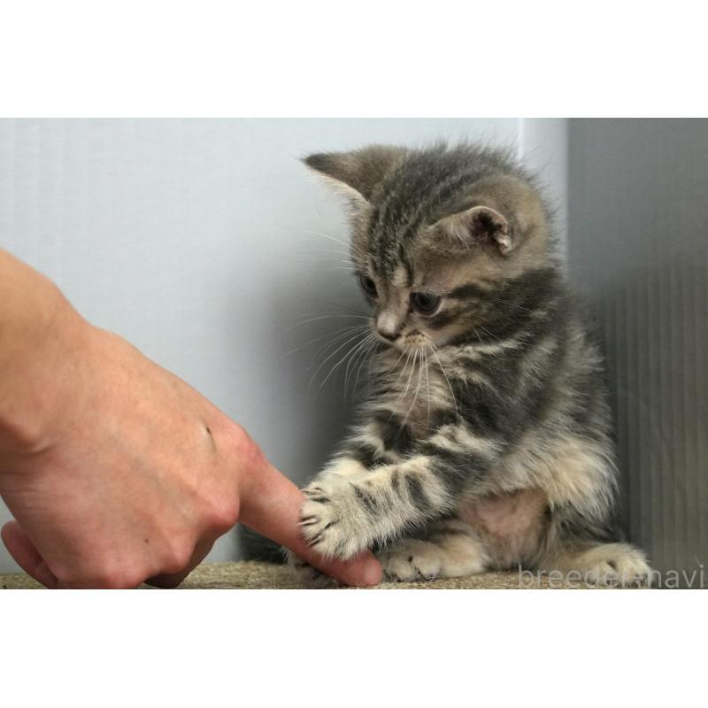 販売中の埼玉県のアメリカンショートヘア-128340の3枚目