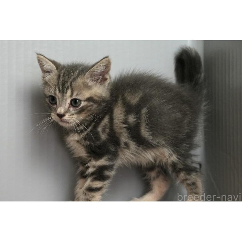 販売中の埼玉県のアメリカンショートヘア-128340の2枚目