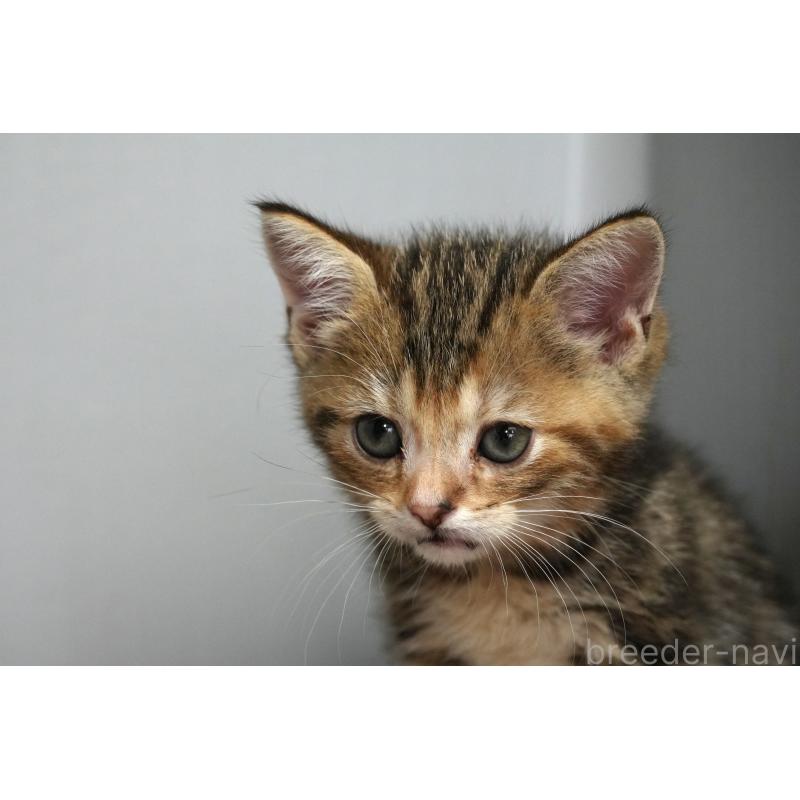 販売中の埼玉県のアメリカンショートヘア-128342の18枚目