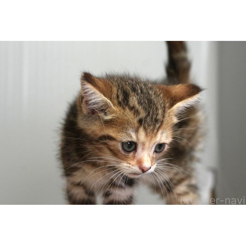 販売中の埼玉県のアメリカンショートヘア-128342の17枚目