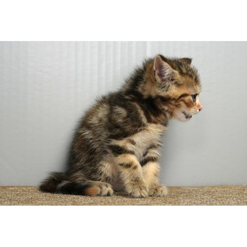 販売中の埼玉県のアメリカンショートヘア-128342の16枚目