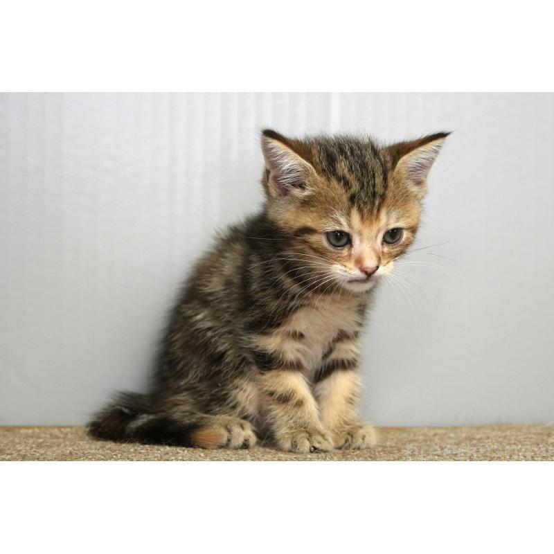 販売中の埼玉県のアメリカンショートヘア-128342の15枚目