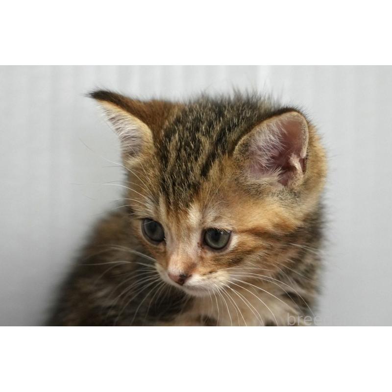 販売中の埼玉県のアメリカンショートヘア-128342の13枚目