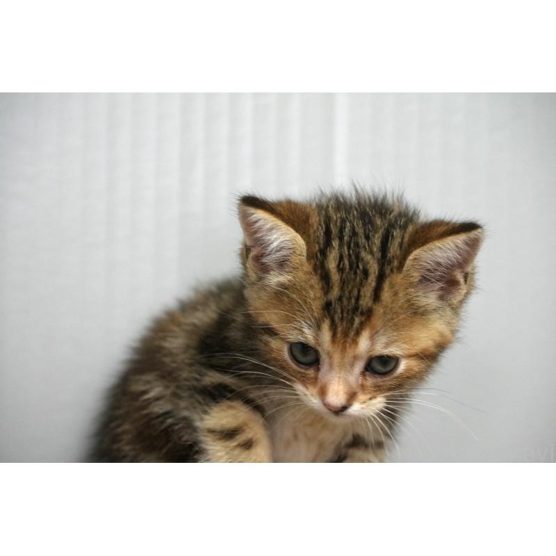 販売中の埼玉県のアメリカンショートヘア-128342の12枚目