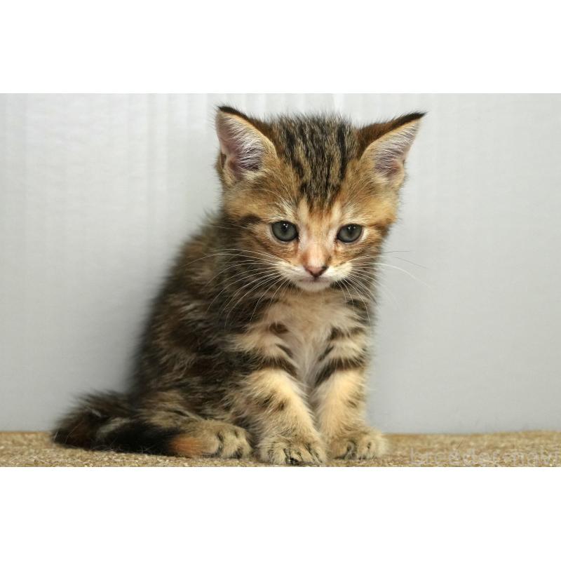 販売中の埼玉県のアメリカンショートヘア-128342の11枚目