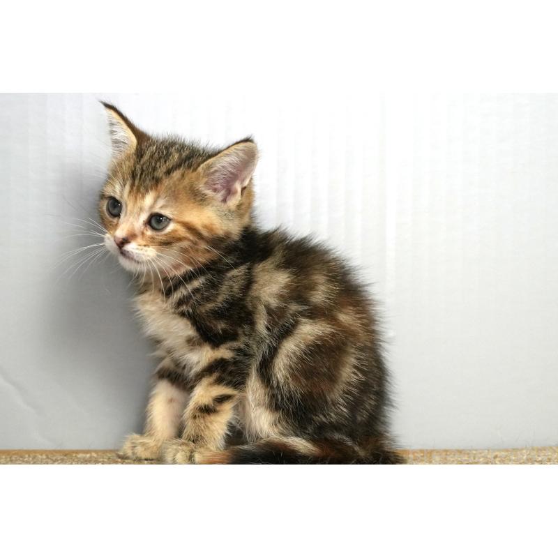 販売中の埼玉県のアメリカンショートヘア-128342の9枚目