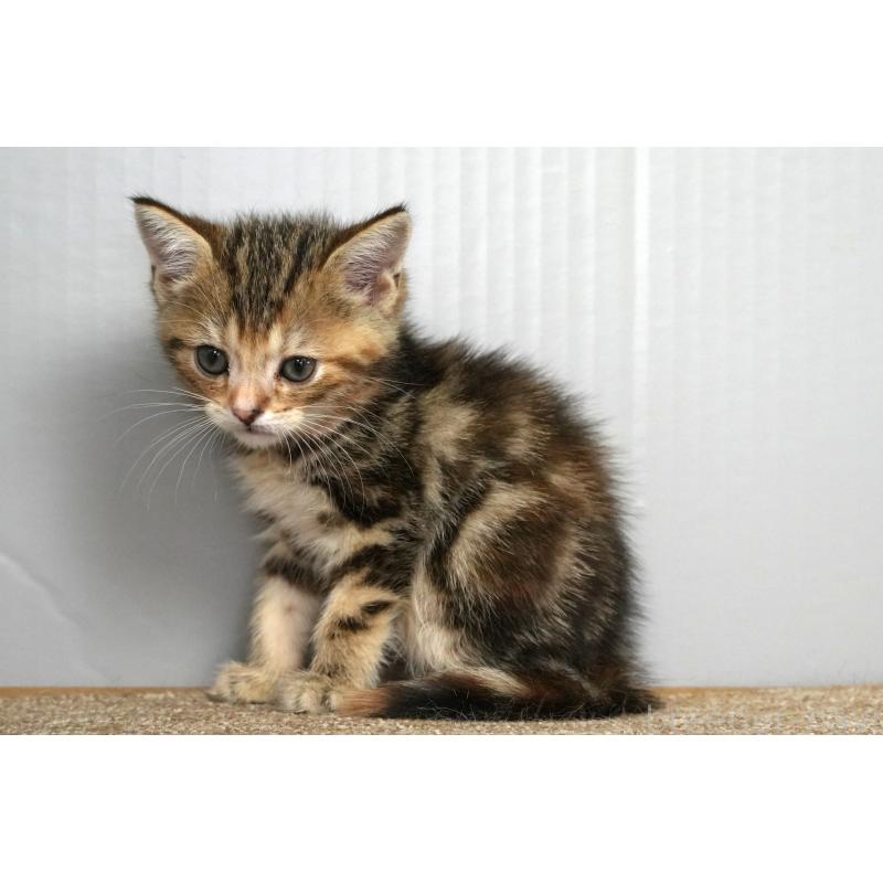 販売中の埼玉県のアメリカンショートヘア-128342の8枚目