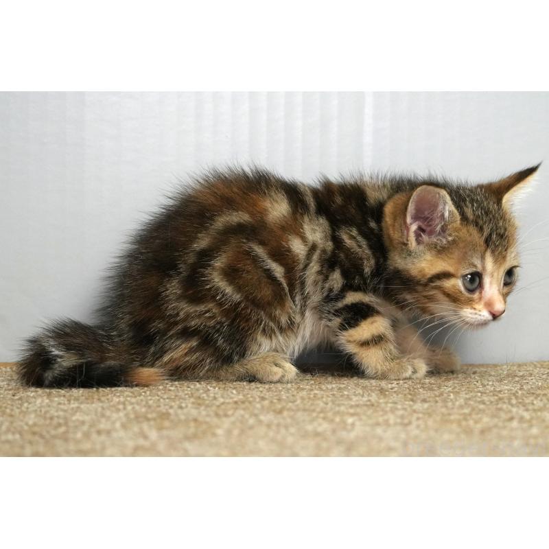 販売中の埼玉県のアメリカンショートヘア-128342の7枚目