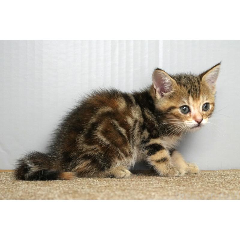 販売中の埼玉県のアメリカンショートヘア-128342の6枚目