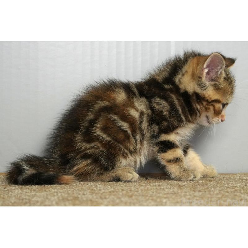 販売中の埼玉県のアメリカンショートヘア-128342の5枚目