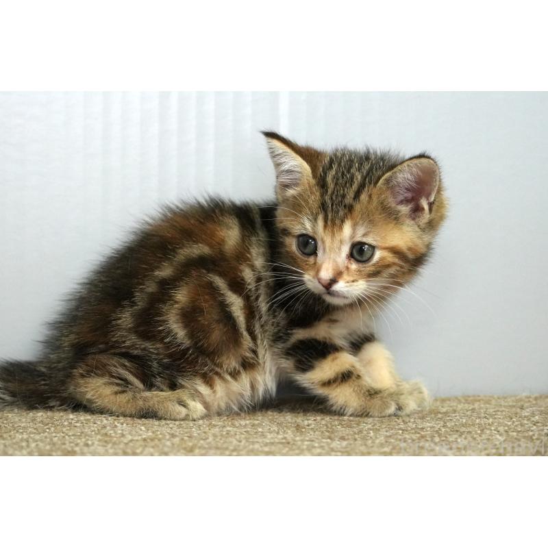 販売中の埼玉県のアメリカンショートヘア-128342の4枚目